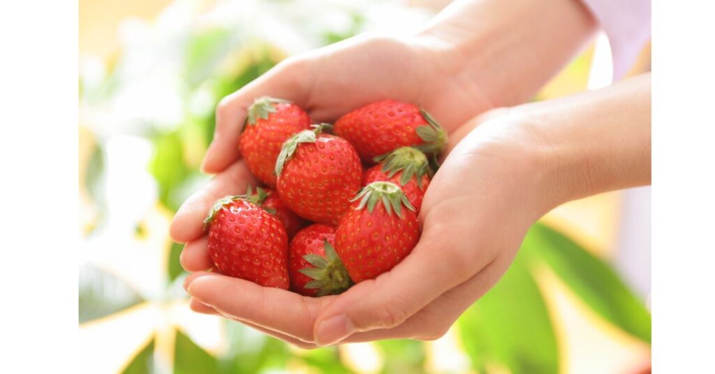 千葉県のいちご狩り農園で完熟いちごを摘み取る様子