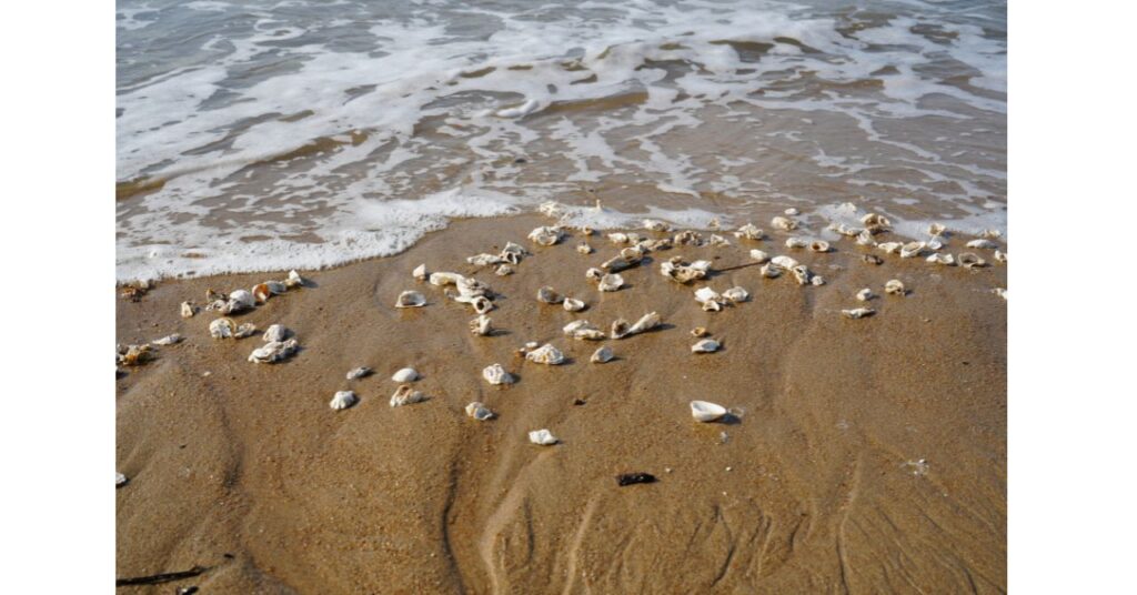 富津海岸での潮干狩りの様子と広い浜辺