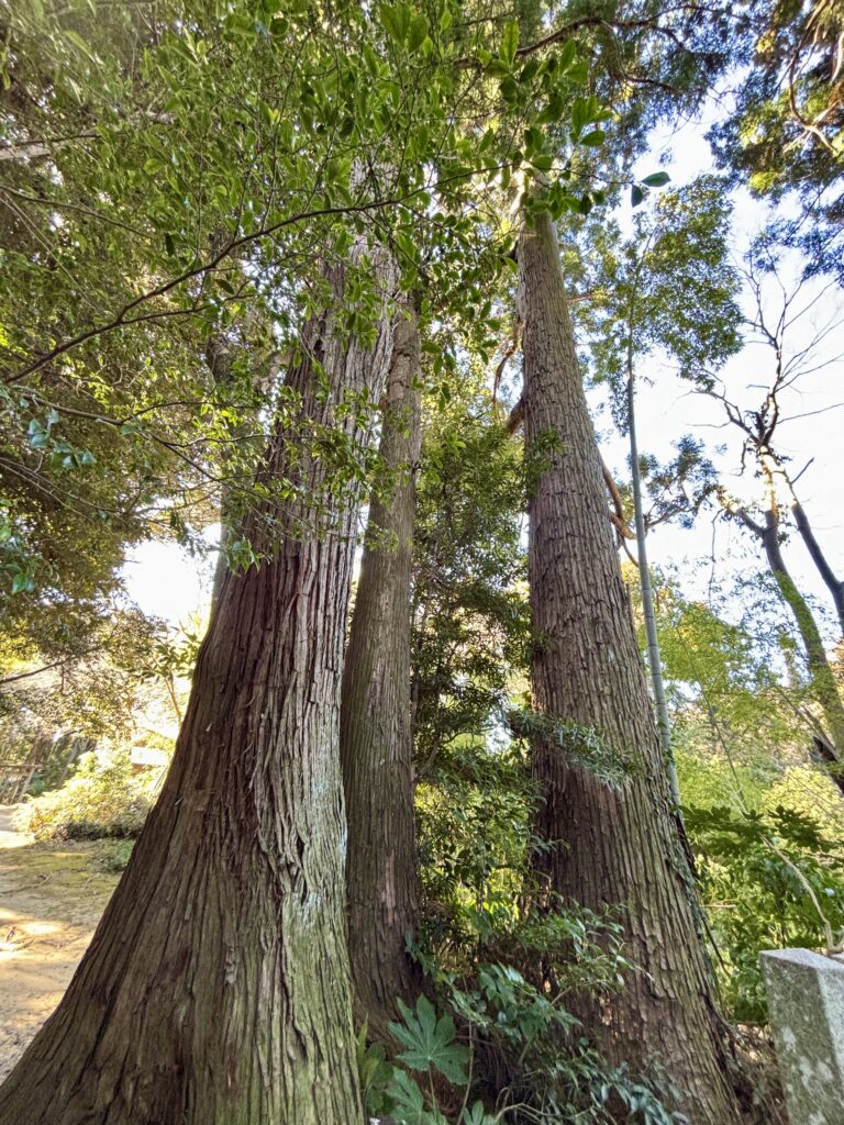 鹿島神宮の奥参道に続く杉並木